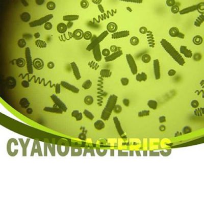 Campagne régionale de sensibilisation aux cyanobactéries (2011)